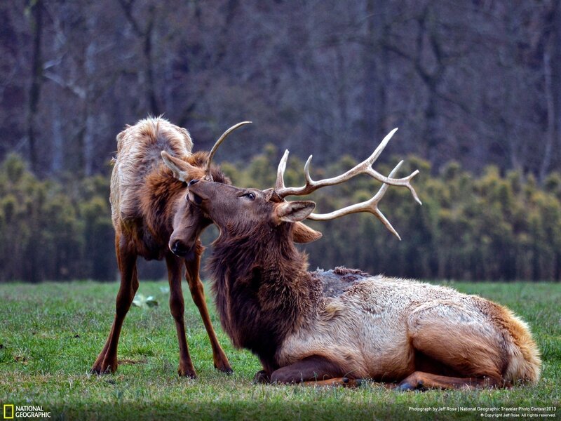 Two Elk Interacting