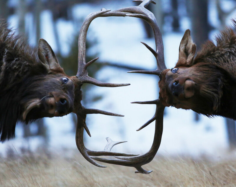 Two Elk Locking Antlers