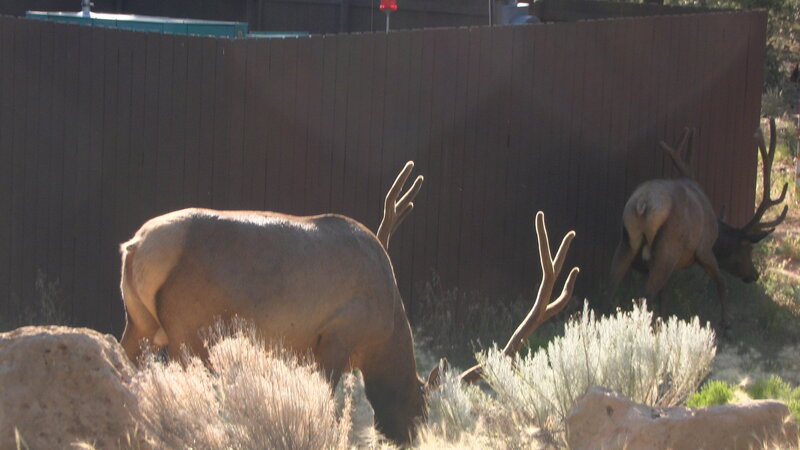 Two Elk Near Fence