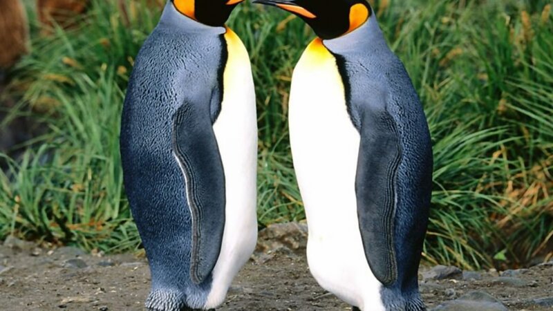 Two Emperor Penguins — Blue, Natural
