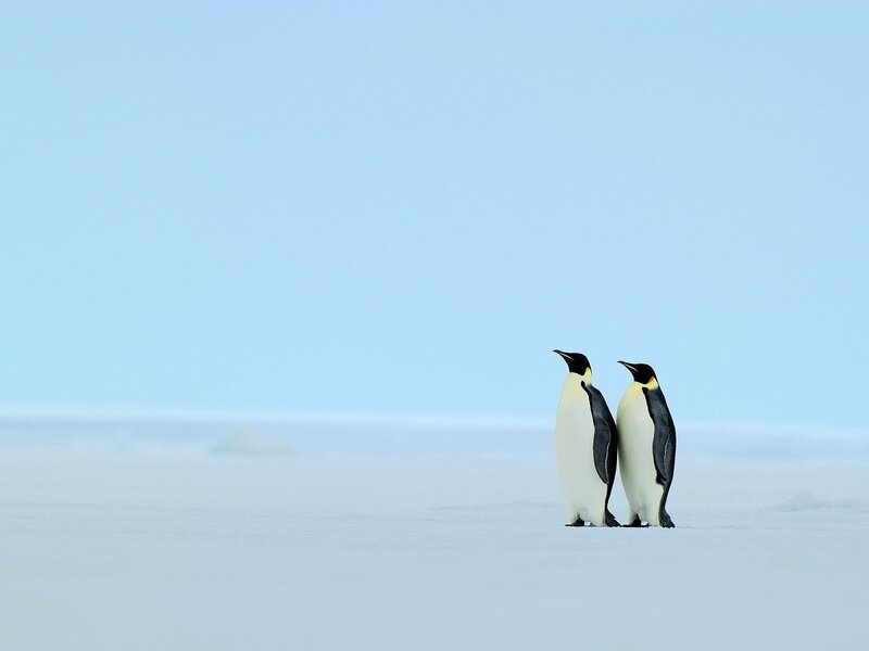 Two Emperor Penguins — Blue, Serene, Photograph