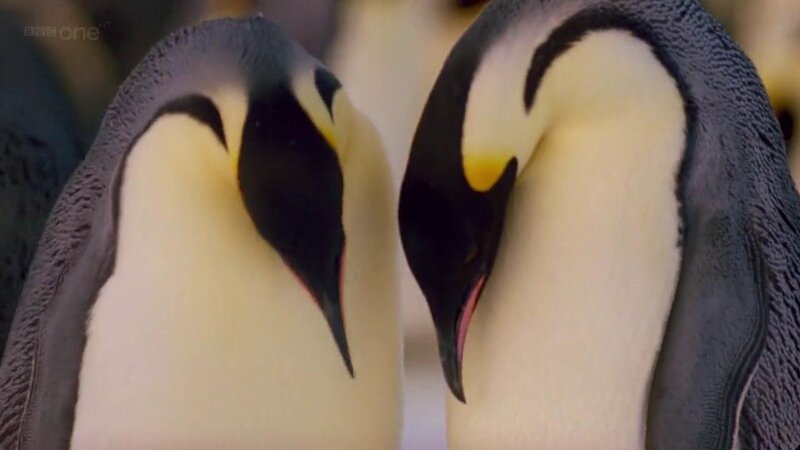 Two Emperor Penguins