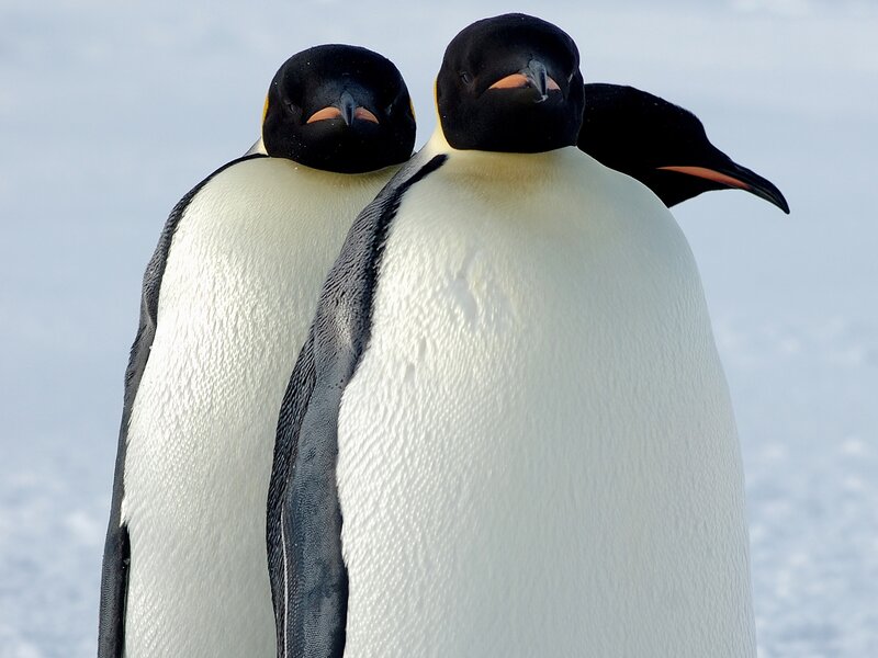 Two Emperor Penguins — White, Calm