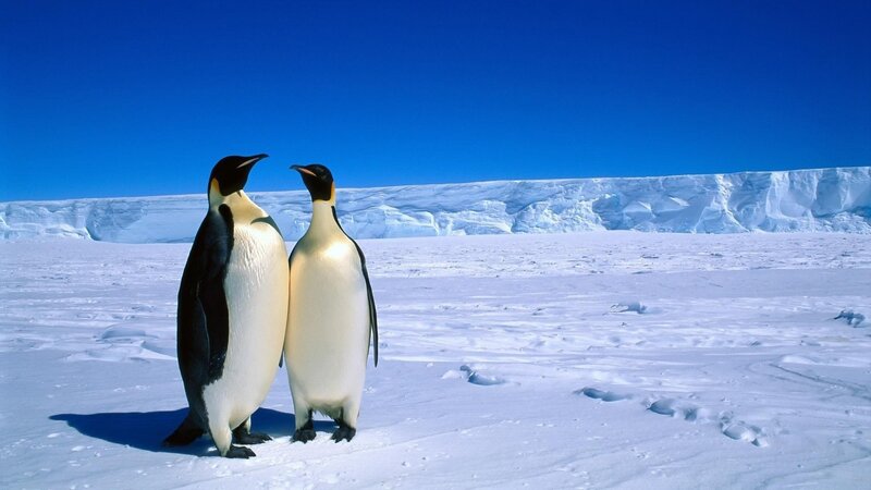 Two Emperor Penguins — White, Serene
