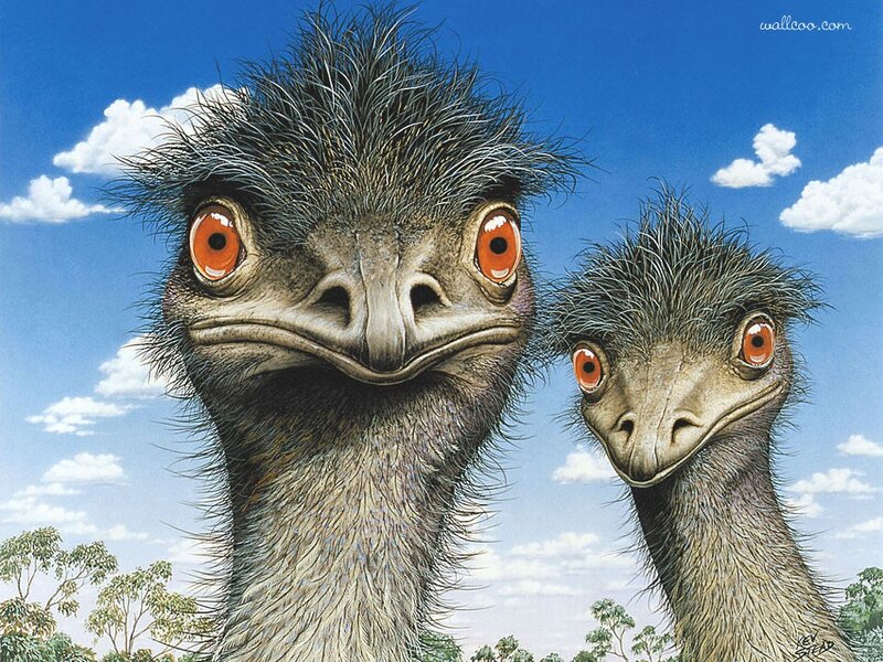 Two Emus in Sky