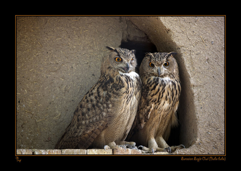 Two Eurasian Eagle Owls