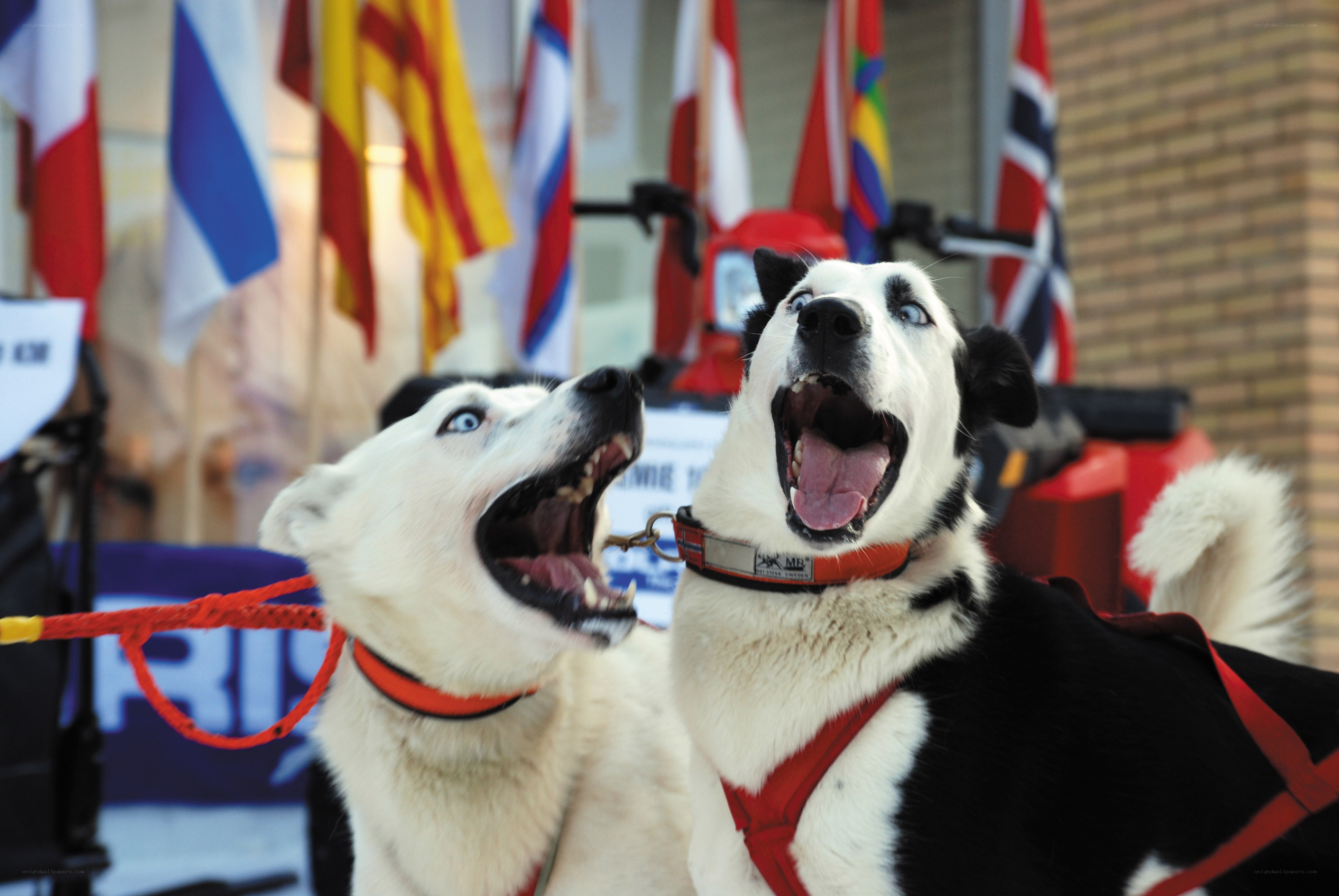 Two excited sled dogs barking