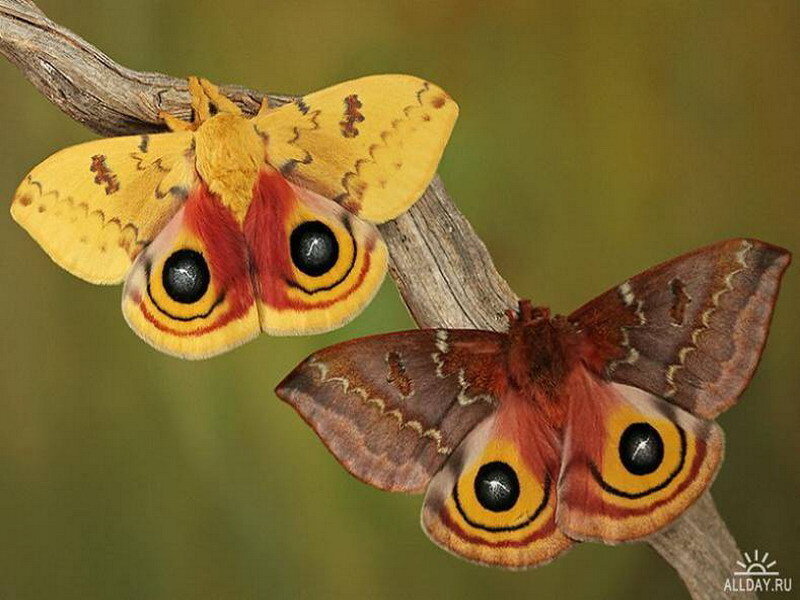 Two eye-patterned moths on a branch