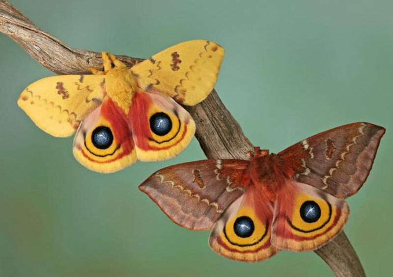 Two Eyed Moths on Branch