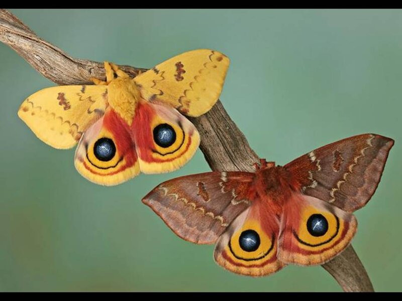 Two Eyed Moths on Branch — Yellow