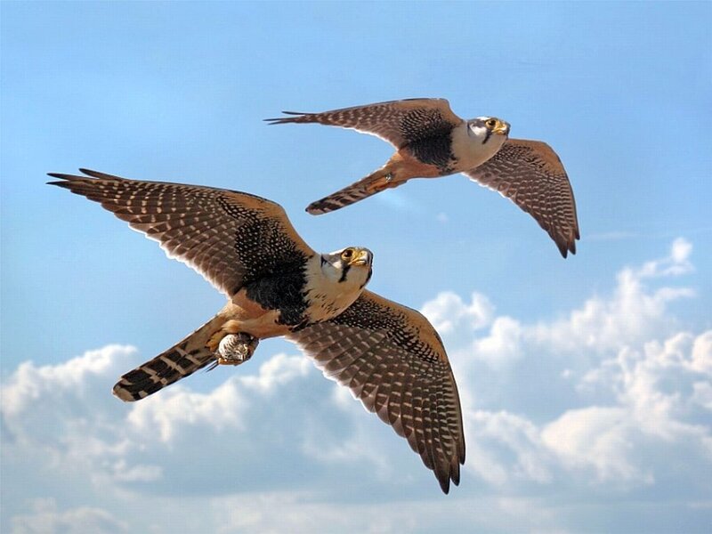 Two Falcons in Flight