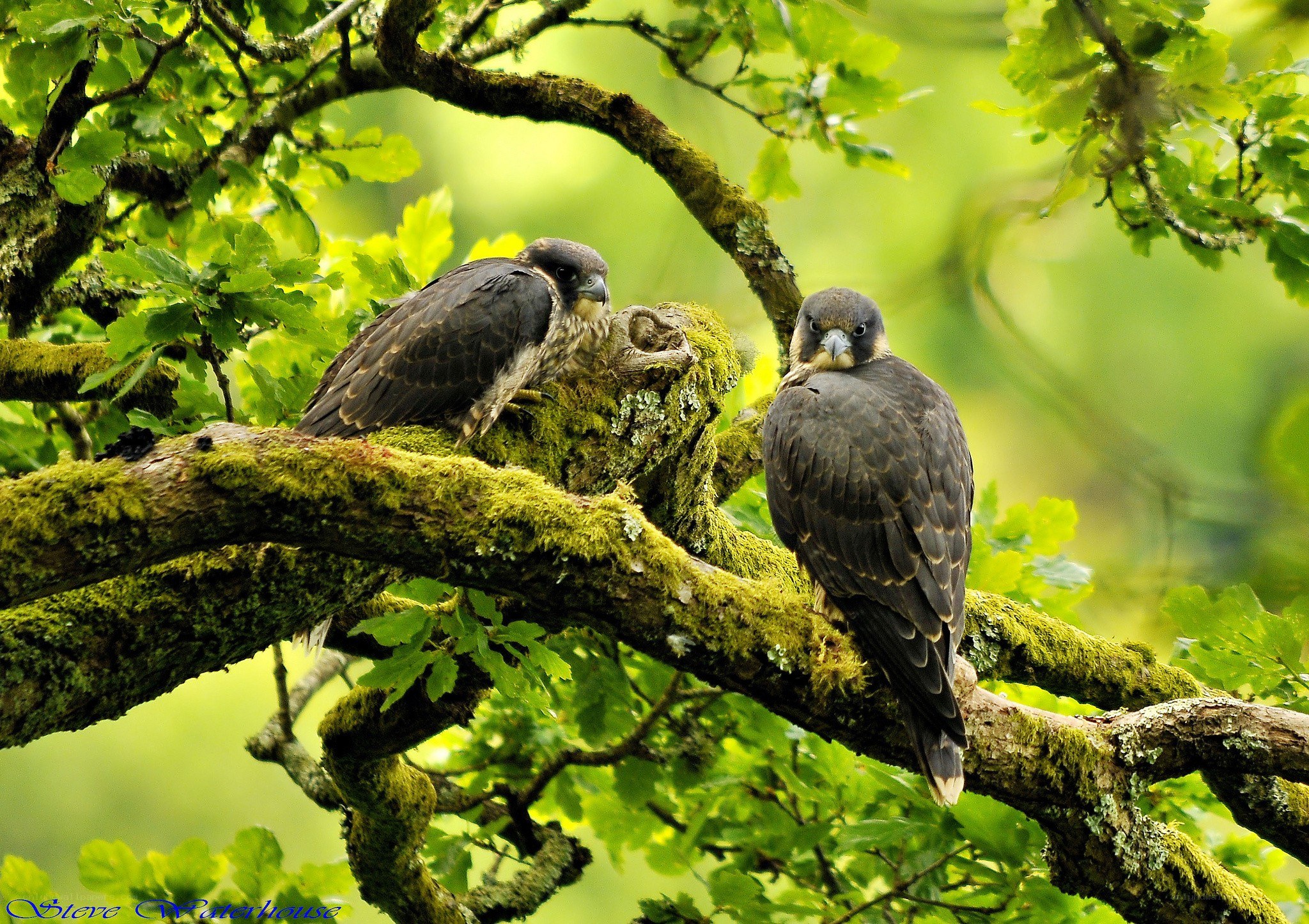 Two falcons on a mossy branch
