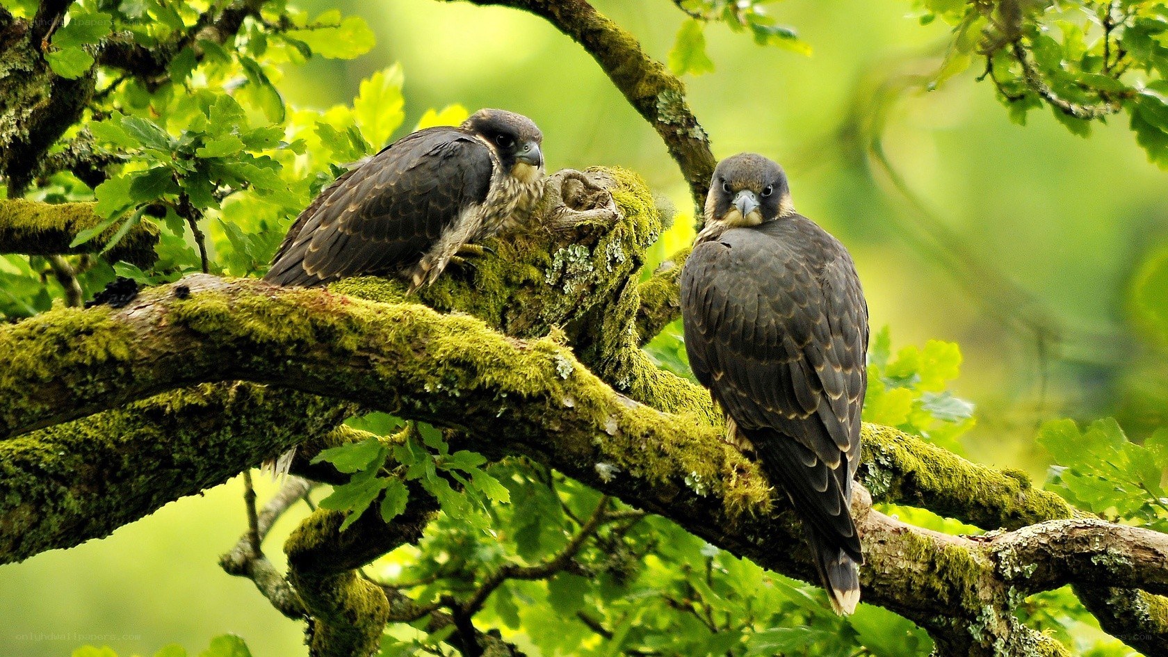 Two falcons on a mossy branch