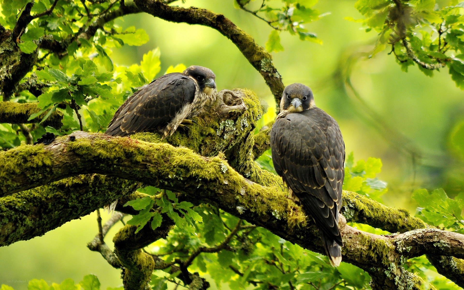 Two falcons on a mossy branch