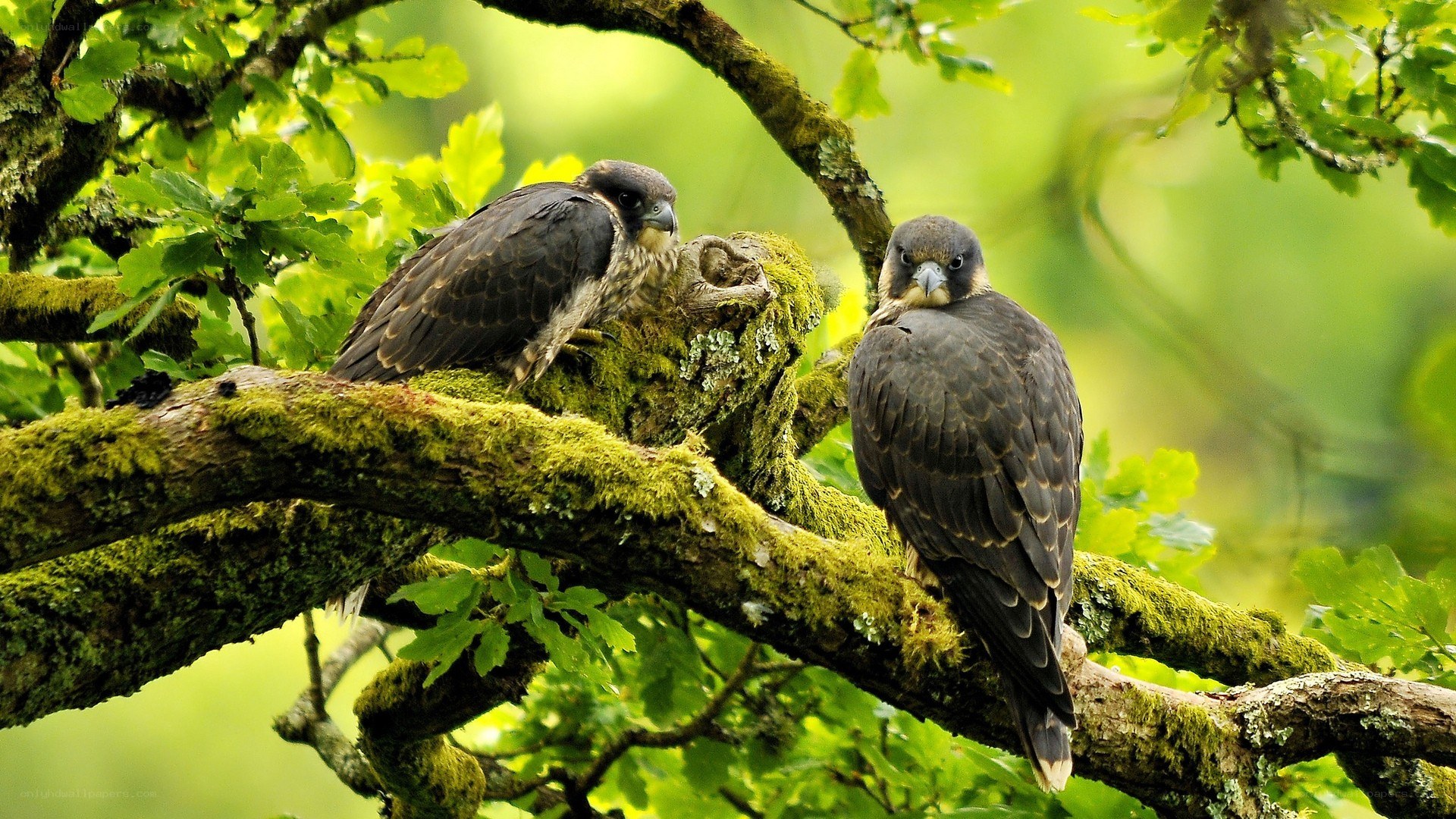 Two falcons on a mossy branch