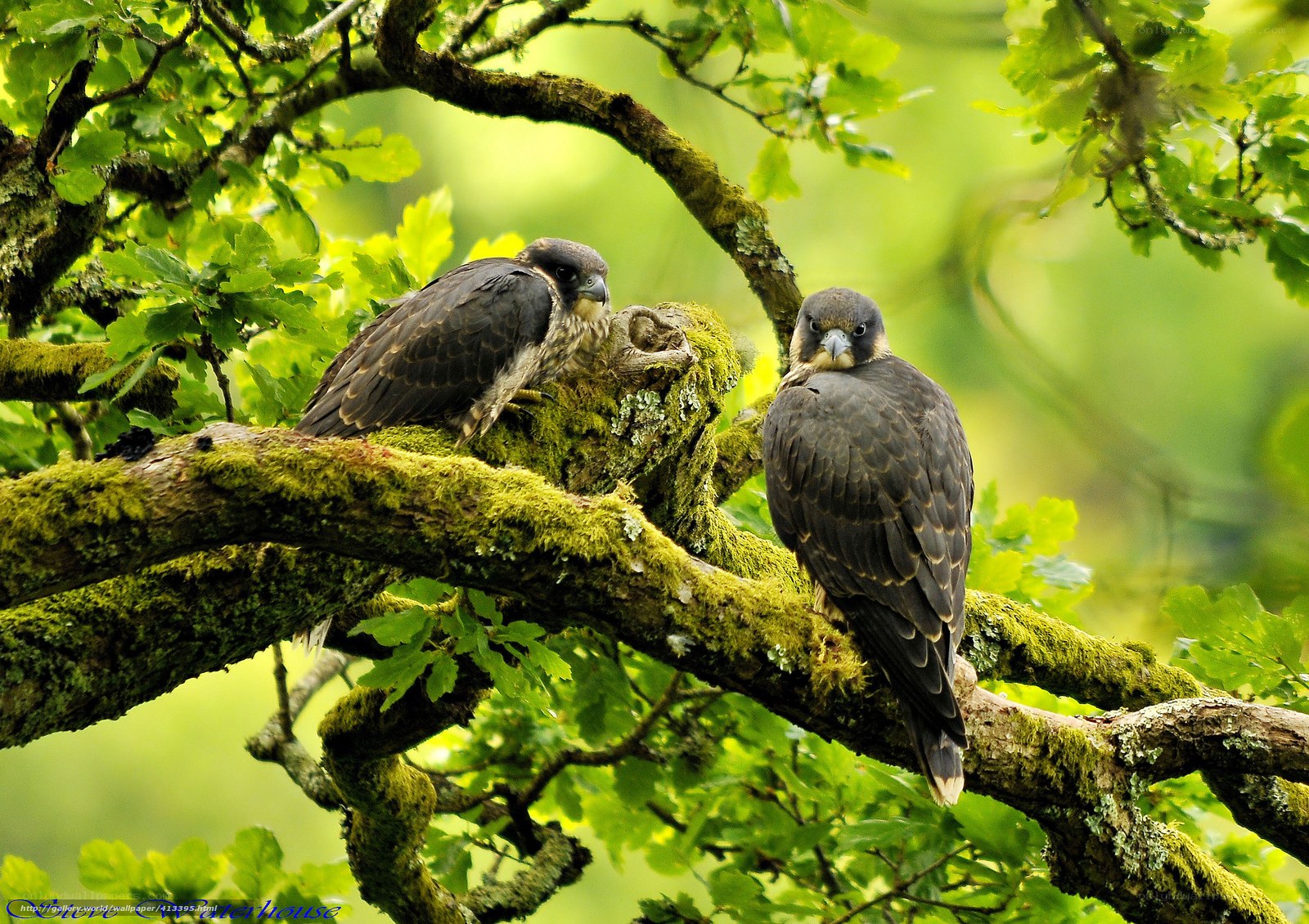 Two falcons on a mossy branch