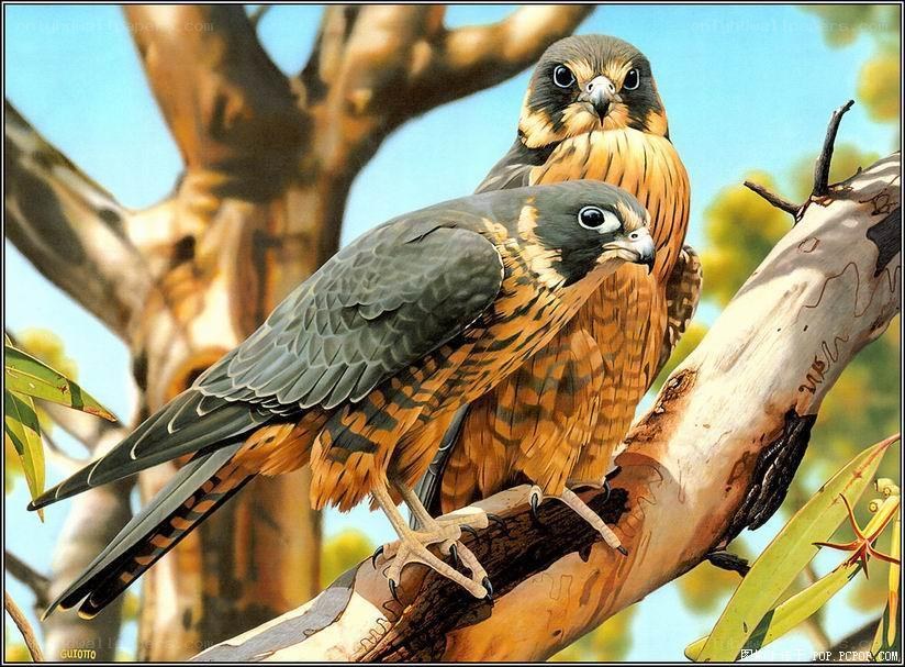 Two falcons on a tree branch