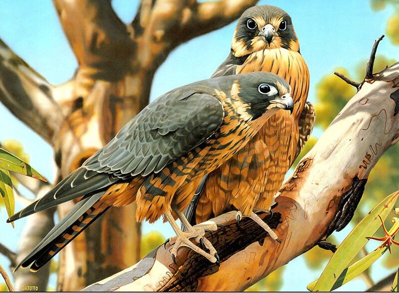 Two Falcons on Branch — Brown, Calm