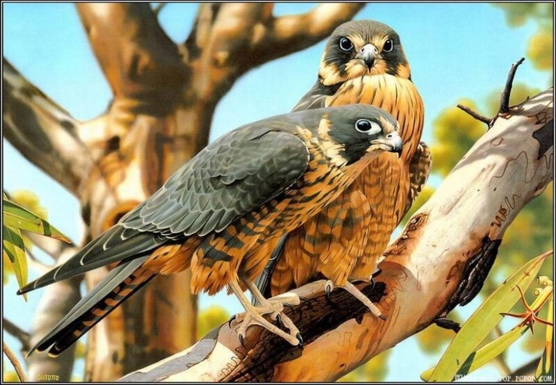 Two Falcons on Branch — Brown