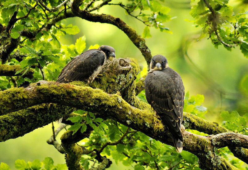 Two Falcons on Branch — Green, Natural, Morning