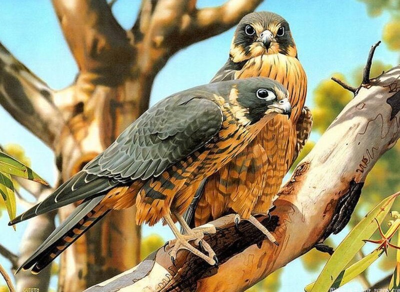 Two Falcons on Branch