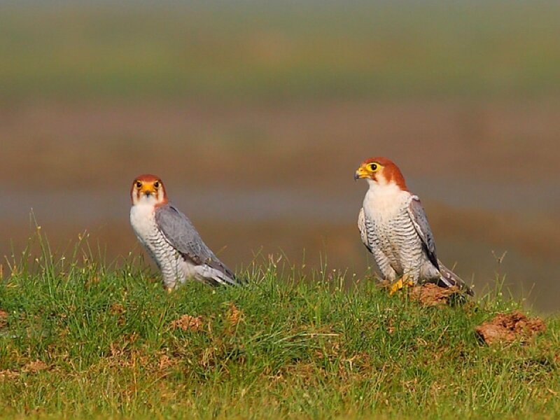 Two Falcons on Grass