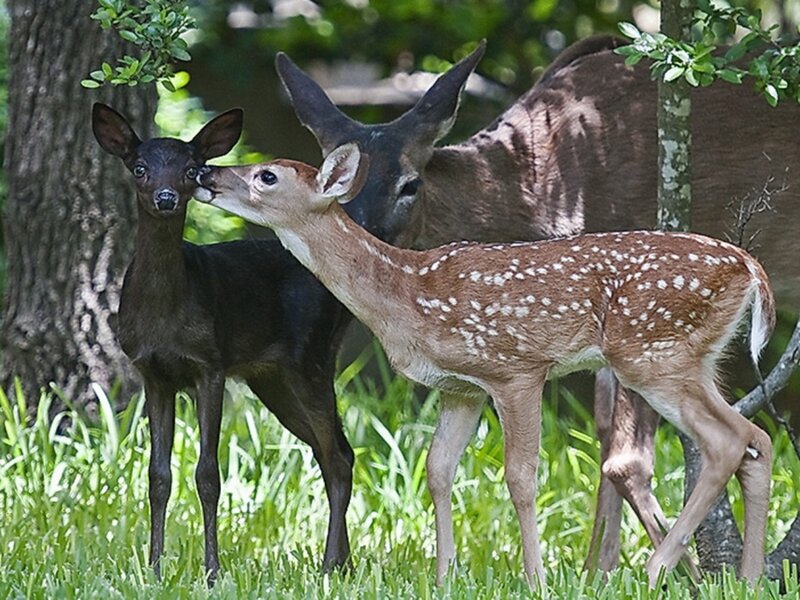 Two Fawns and a Doe — Green