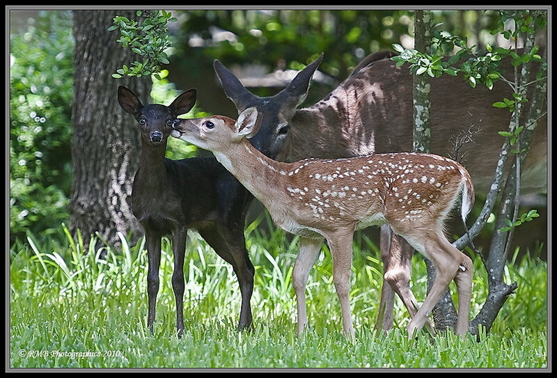 Two Fawns and a Doe