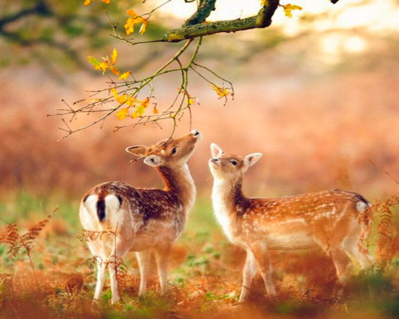 Two Fawns Eating Leaves