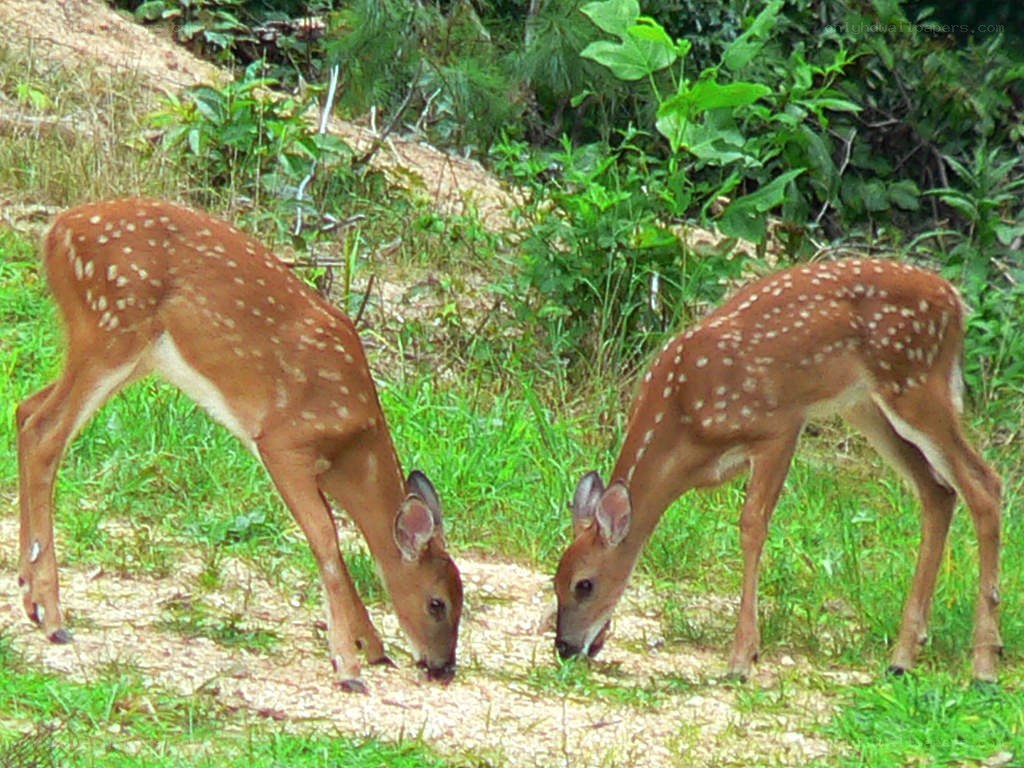 Two fawns grazing in a field