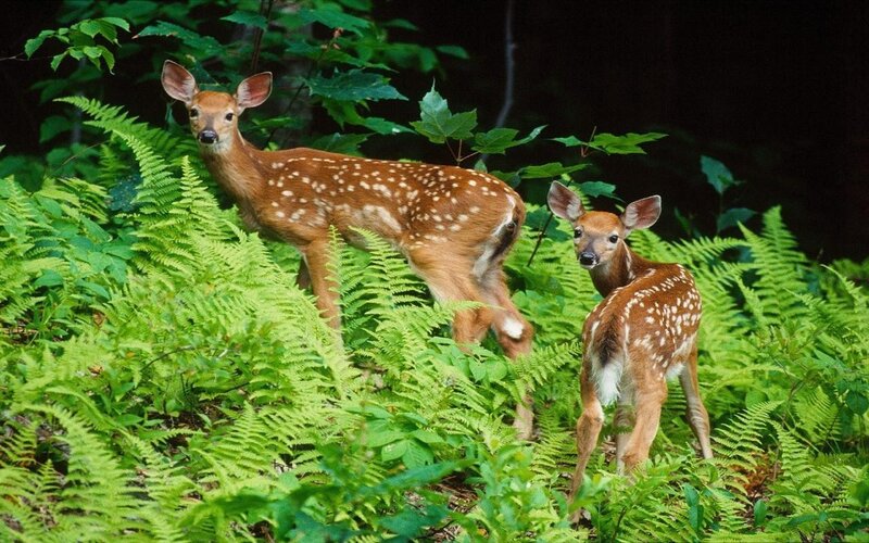 Two fawns in a fern forest