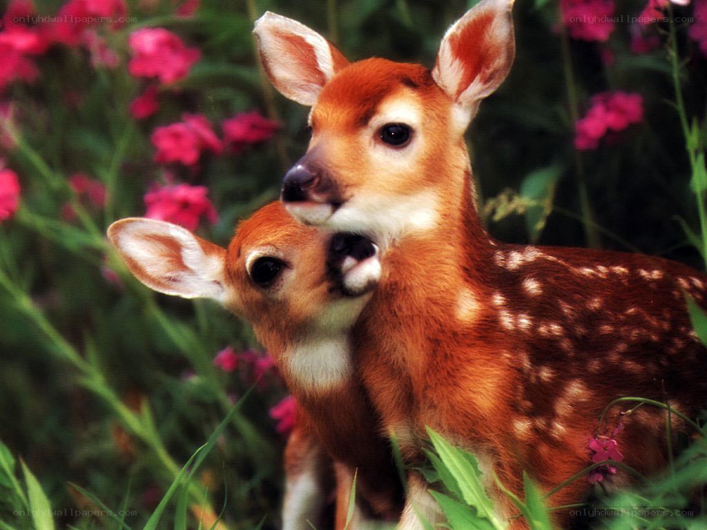 Two fawns in a field