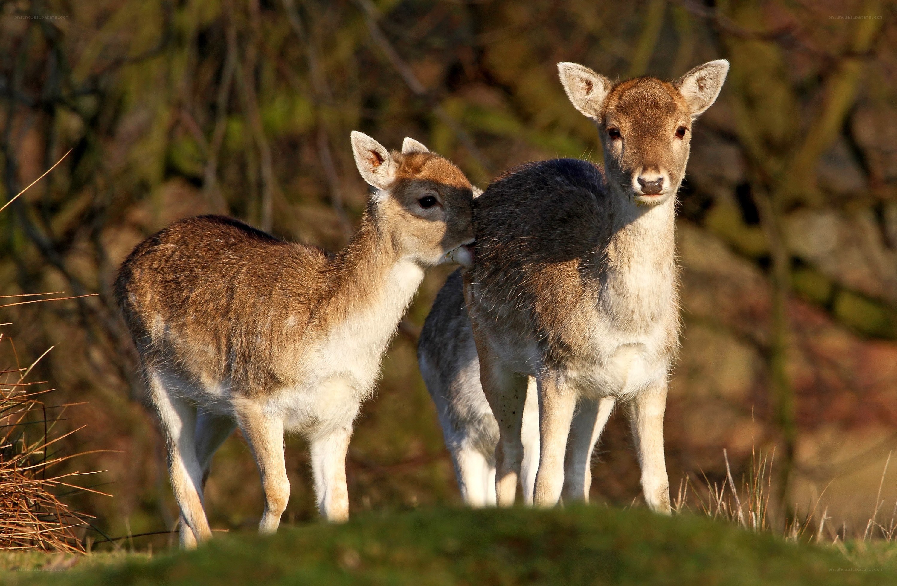 Two fawns in a field