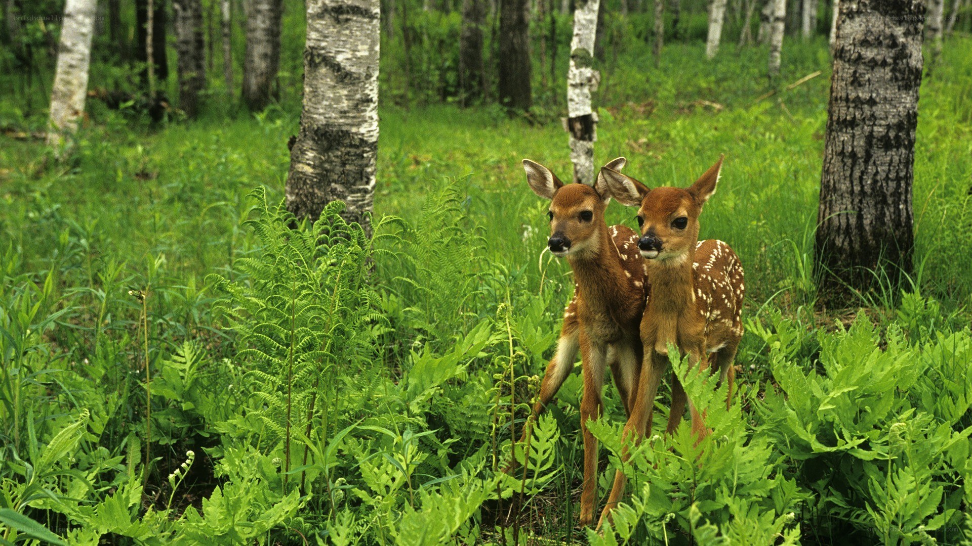Two fawns in a forest