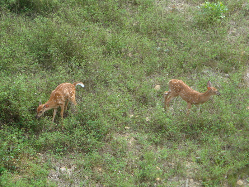 Two fawns in a grassy field