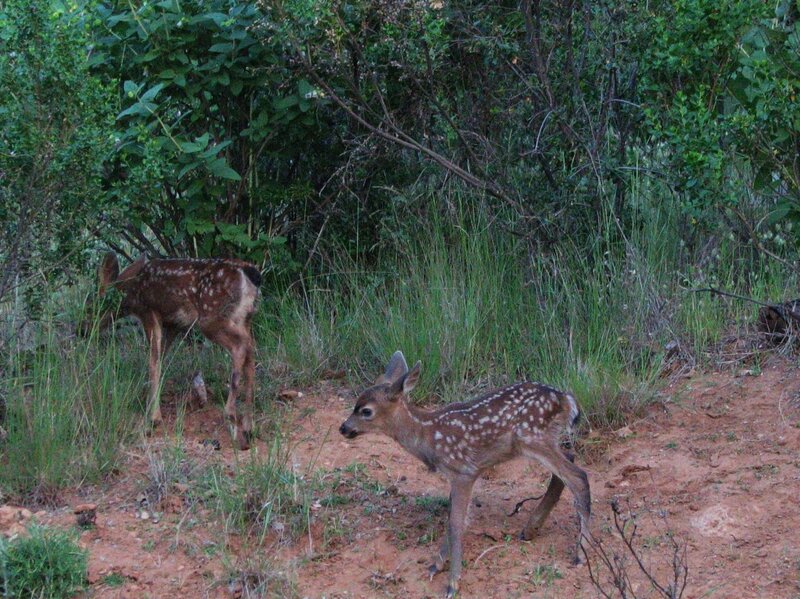 Two Fawns in Brush