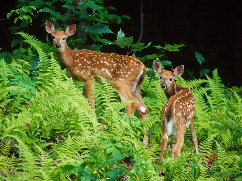 Two Fawns in Ferns — Green, Natural