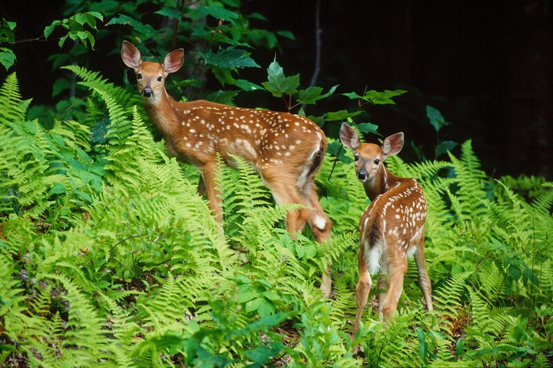 Two Fawns in Ferns — Green