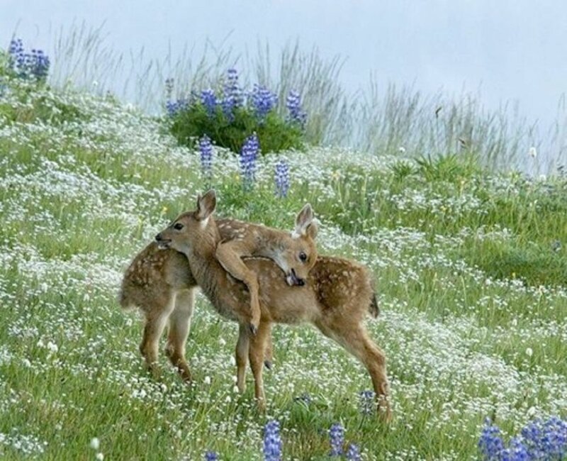 Two Fawns in Field — Green, Serene, Spring