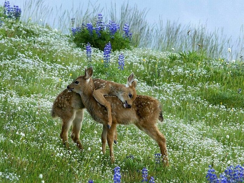Two Fawns in Field — Green, Serene