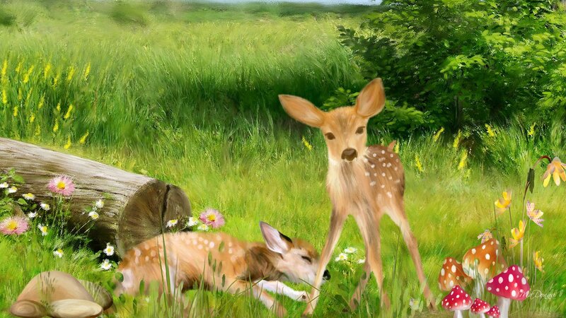 Two Fawns in Field — Green