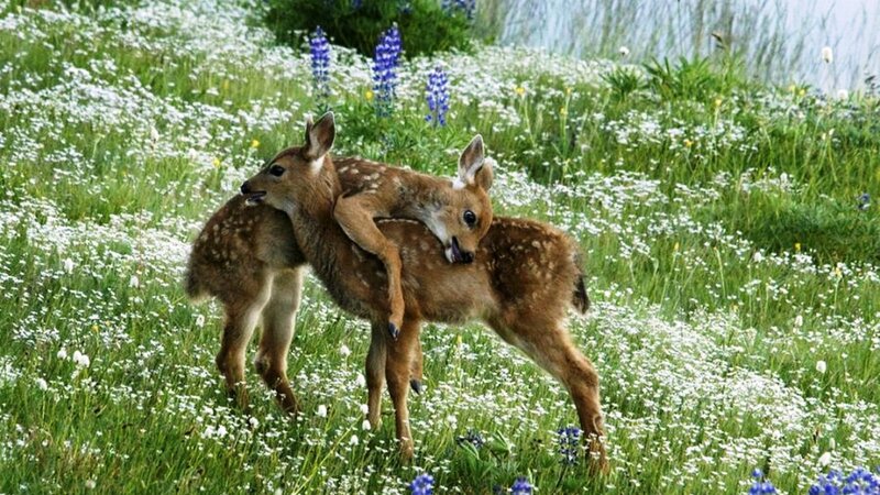 Two Fawns in Field