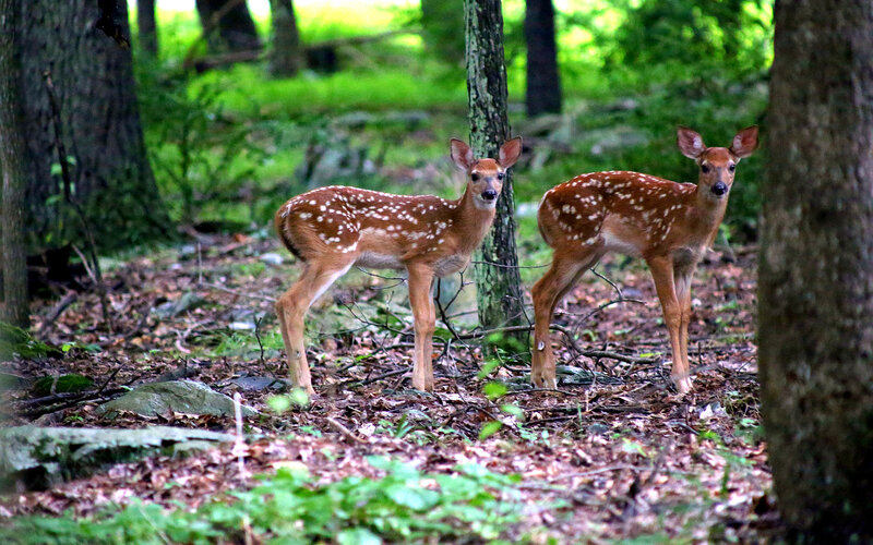Two Fawns in Forest — Brown, Calm