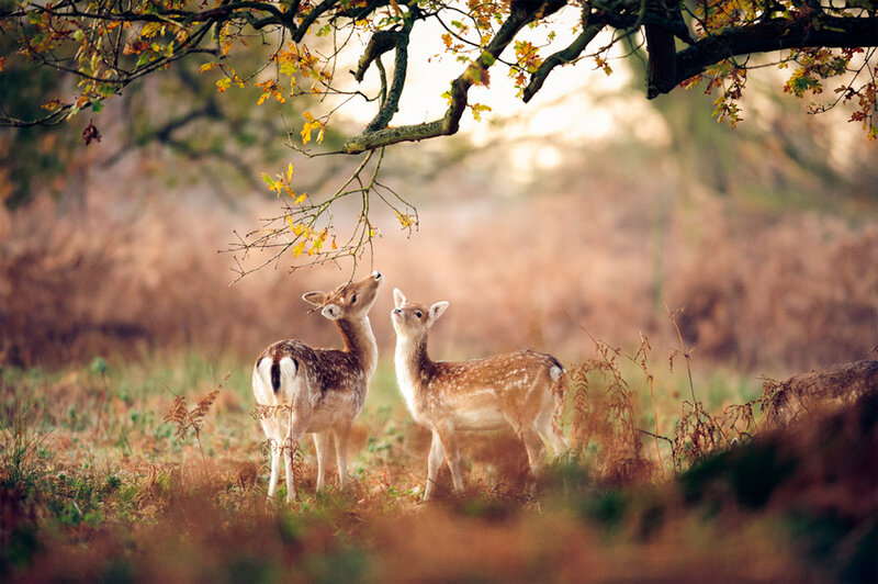Two Fawns in Forest — Brown, Serene, Autumn