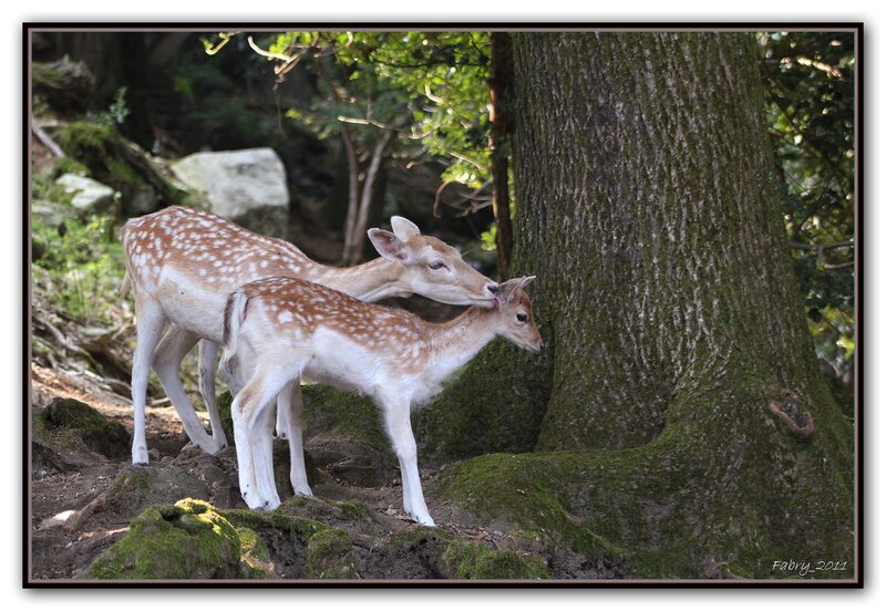 Two Fawns in Forest — Brown, Serene