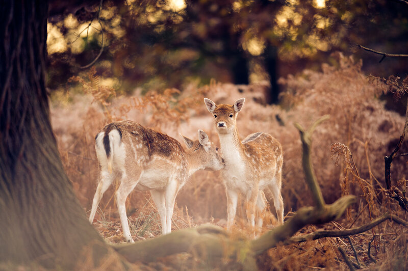Two Fawns in Forest — Brown