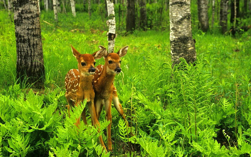 Two Fawns in Forest — Green, Serene, Summer, Photograph, Trees