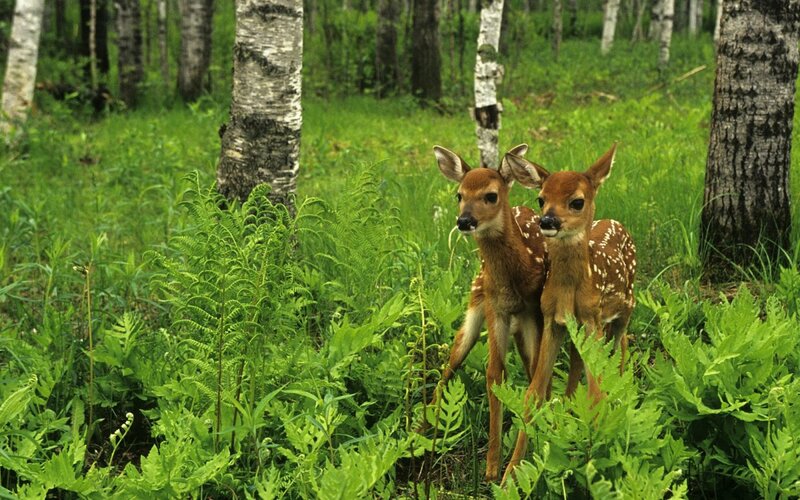 Two Fawns in Forest — Green, Serene
