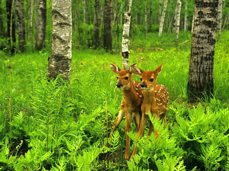 Two Fawns in Forest — Green