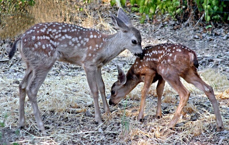 Two Fawns in Forest